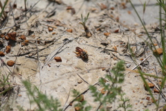 Andrena prunorum