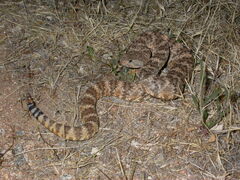 Crotalus pyrrhus