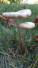 Pluteus cervinus