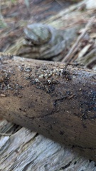 Dacrymycetaceae