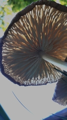 Pluteus cervinus