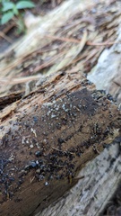 Dacrymycetaceae