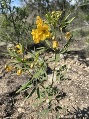 Senna roemeriana