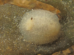 Acanthodoris pilosa