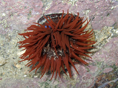Actinia equina