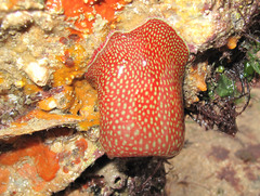 Actinia fragacea