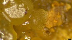 Dacrymycetaceae