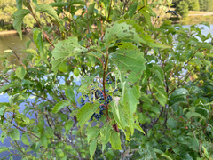 Viburnum cassinoides