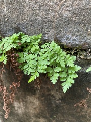 Woodsia obtusa