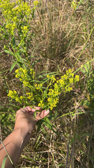 Solidago riddellii