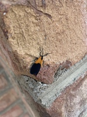Lycomorpha pholus