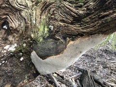 Fomitiporia punctata