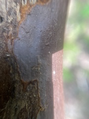 Hymenochaete rubiginosa
