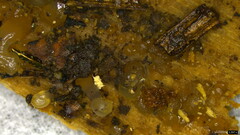 Dacrymycetaceae