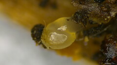 Dacrymycetaceae