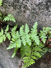 Woodsia obtusa