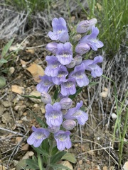 Penstemon eriantherus