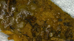 Dacrymycetaceae