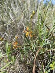 Galphimia angustifolia