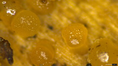 Dacrymycetaceae