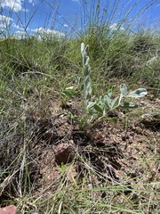 Astragalus mollissimus
