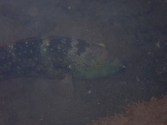 Cheilinus chlorourus