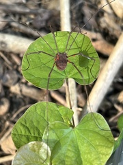 Leiobunum flavum