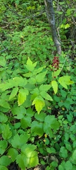 Actaea