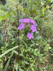 Phlox carolina