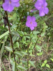 Phlox carolina