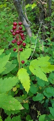 Actaea