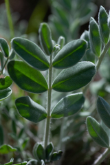 Astragalus mollissimus