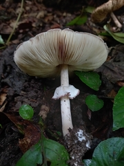 Leucoagaricus lilaceus