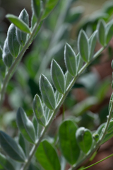 Astragalus mollissimus