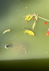 Trachemys decorata