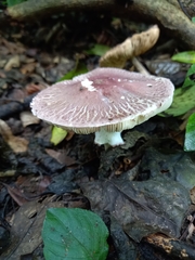 Leucoagaricus lilaceus