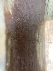 Hymenochaete rubiginosa