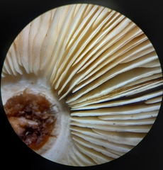 Leucoagaricus lilaceus