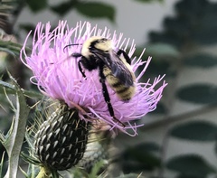 Bombus fervidus