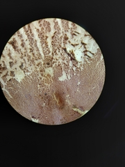 Leucoagaricus lilaceus