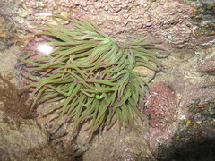 Anemonia viridis