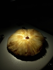 Leucoagaricus lilaceus