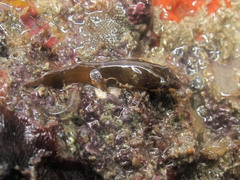 Apletodon dentatus