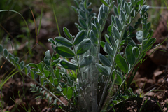 Astragalus mollissimus