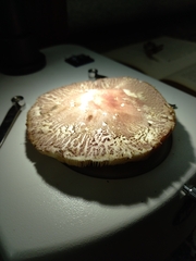 Leucoagaricus lilaceus