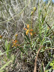 Galphimia angustifolia