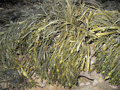 Ascophyllum nodosum