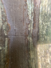 Hymenochaete rubiginosa