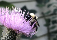 Bombus fervidus