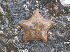 Asterina gibbosa